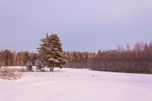 Detalhes da natureza do inverno na zona rural da Europa Oriental