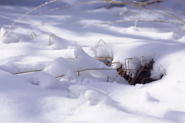 Detalhes da natureza do inverno na zona rural da Europa Oriental
