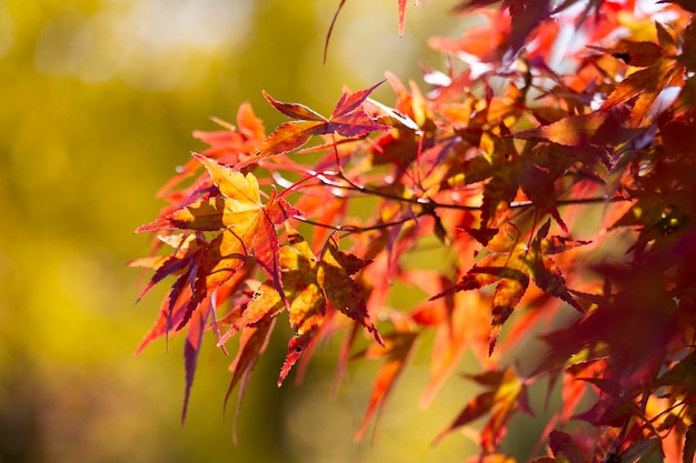 Detalhes das folhas de um bordo japonês durante o outono com o característico vermelho amarelo e a testa