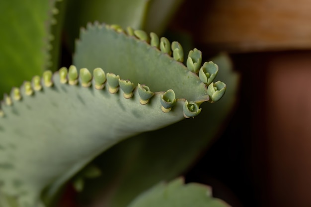 Detalhes das folhas de uma planta crasulácea da espécie kalanchoe laetivirens