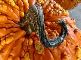 Foto detalhes de close de caule seco enrolado em abóbora laranja e amarela