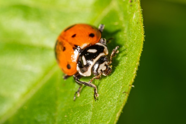 Detalhes de joaninha do mundo macro uma joaninha com suas diversas formas e cores foco seletivo