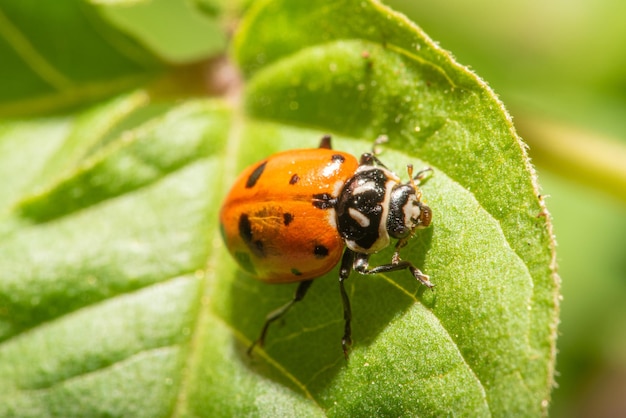 Detalhes de joaninha do mundo macro uma joaninha com suas diversas formas e cores foco seletivo