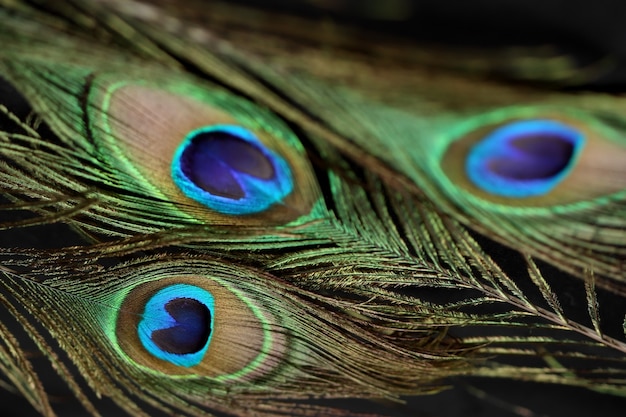 Detalhes de penas de pavão