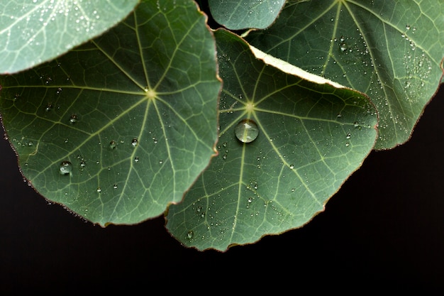 Foto detalhes de texturas de plantas de interior