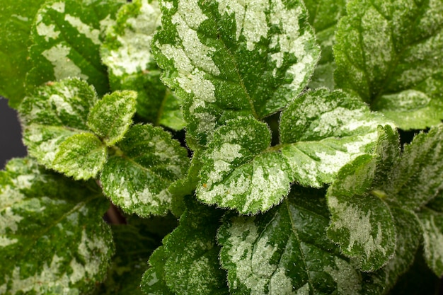 Detalhes de texturas de plantas de interior