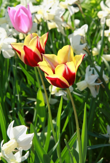 detalhes de tulipa no Prado