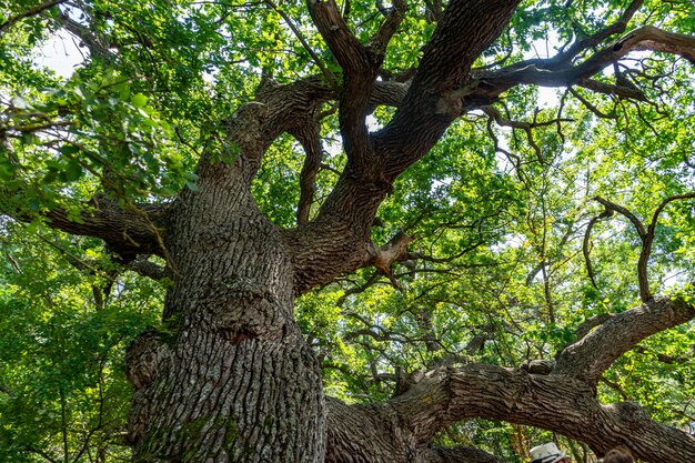 Detalhes de um carvalho famoso e muito antigo, da floresta caraorman, na área do delta do danúbio, romênia, em um dia de verão, 2021