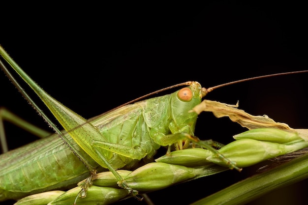 Foto detalhes de um gafanhoto verde em gramas