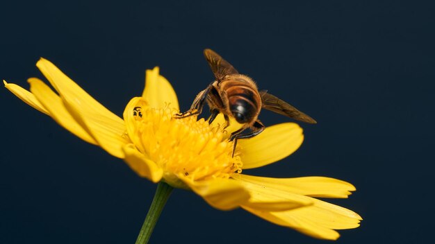 Detalhes de um Hoverfly em uma flor amarela e fundo azulado