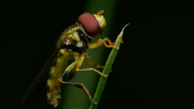 Detalhes de um Syrphidae empoleirado em uma grama verde