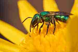 Foto detalhes de uma abelha verde em uma flor amarela augochlora