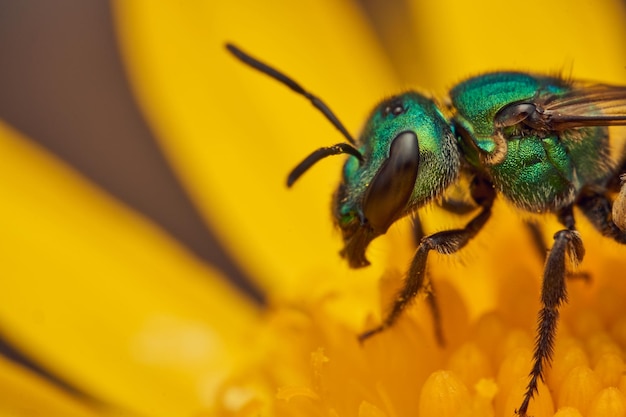 Foto detalhes de uma abelha verde em uma flor amarela augochlora
