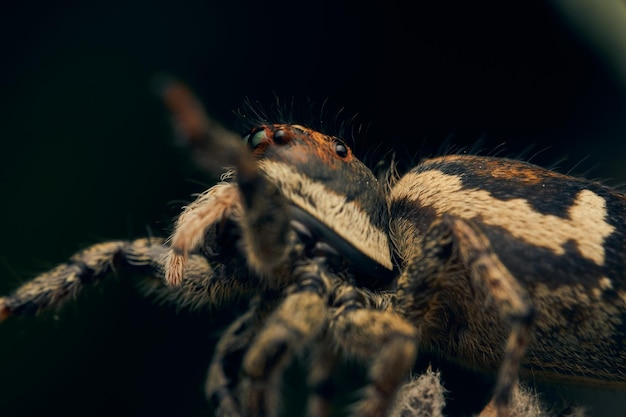 Detalhes de uma aranha salta marrom