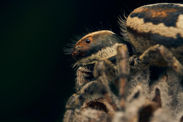 Detalhes de uma aranha salta marrom