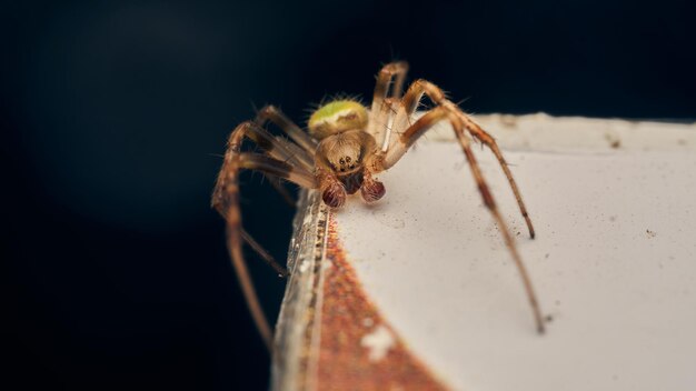 Detalhes de uma aranha verde