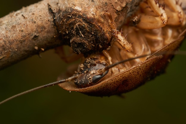 Detalhes de uma barata marrom gigante