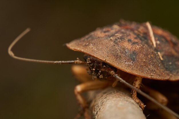 Detalhes de uma barata marrom gigante