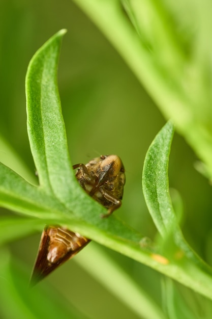 Detalhes de uma cigarra de espuma marrom em folhas verdes