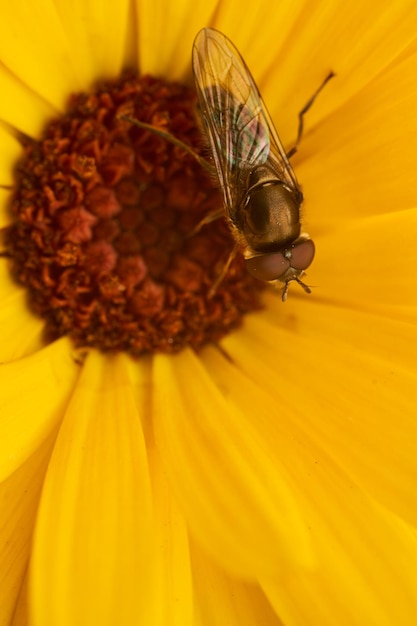 Detalhes de uma hoverfly empoleirada em uma flor amarela