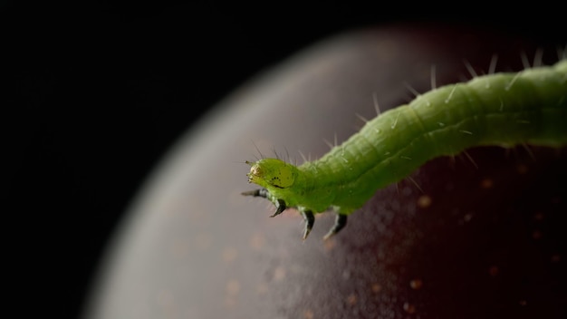 Detalhes de uma lagarta verde em uma ameixa