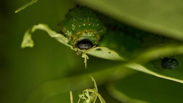 Detalhes de uma lagarta verde em uma folha Adurgoa gonagra