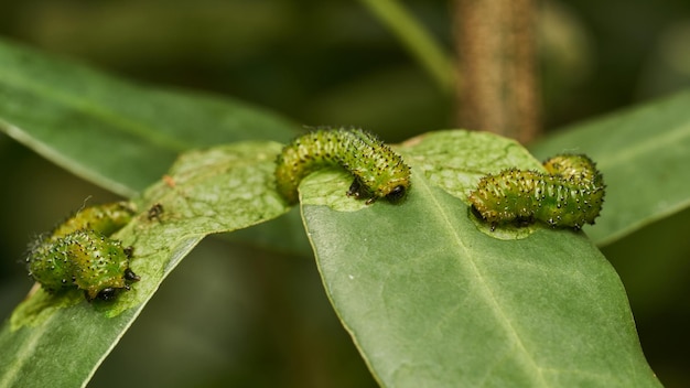Detalhes de uma lagarta verde em uma folha Adurgoa gonagra