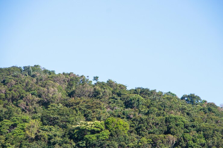 Foto detalhes de uma parte da mata atlântica na cidade do rio de janeiro