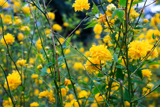 Detalhes de uma planta com flor amarela, Kerria japonica pleniflora, flor dupla