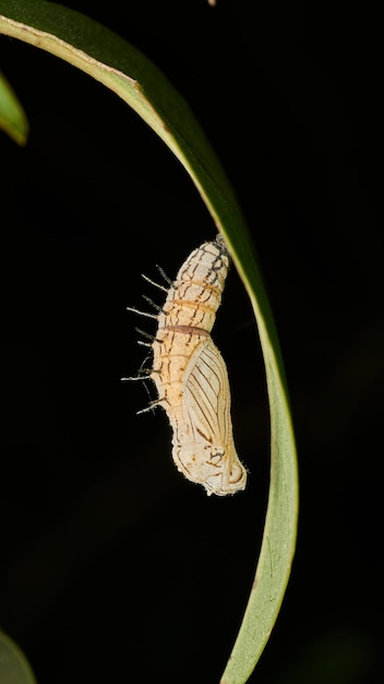 Detalhes de uma pupa de borboleta branca pendurada em uma grama