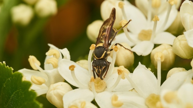 Detalhes de uma vespa preta e amarela empoleirada em algumas flores brancas