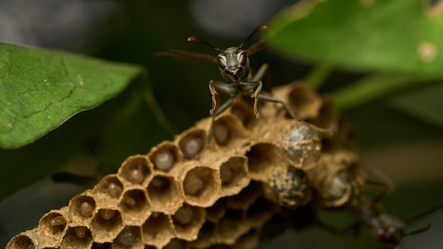 Detalhes macro de uma vespa empoleirada em seu favo de mel