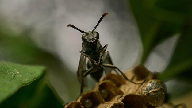 Detalhes macro de uma vespa empoleirada em seu favo de mel