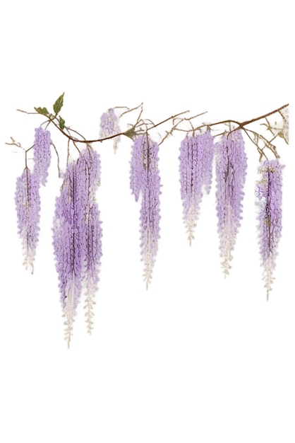 Una detallada pintura en acuarela con flores de lavanda sobre un fondo blanco limpio.