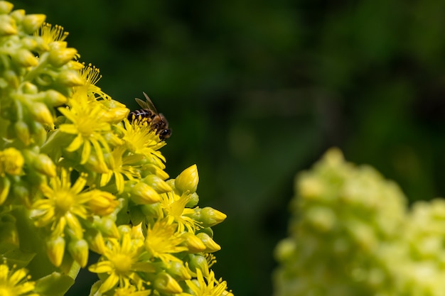 Detalle de la abeja europea o occidental que poliniza en flores amarillas con cálida luz del sol en la tarde de primavera. Las abejas que trabajan en amarillo y verde florecen las flores. Concepto de cambio climático. Alergia al polen.