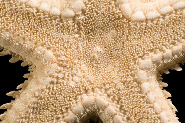 detalle abstracto de las estrellas de mar