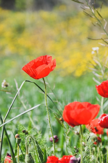 Detalle de algunas amapolas en un campo floreciente