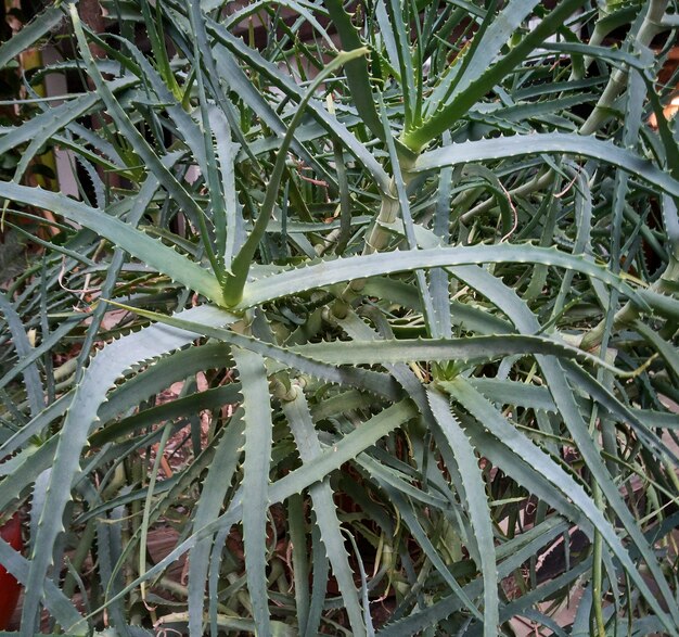 Detalle de algunas partes de la planta de aloe planta exótica utilizada para el cuidado y bienestar del hombre