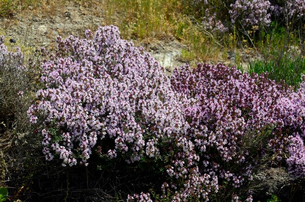 Foto detalle de algunos arbustos de tomillo thymus vulgaris en flor