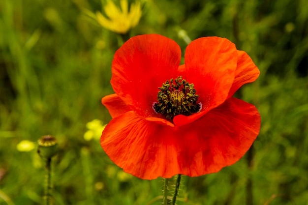 Detalle de amapola roja en un prado en verano.