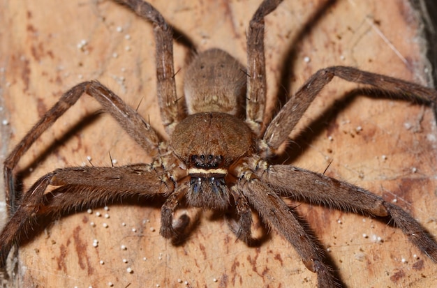 Detalle de una araña tarántula