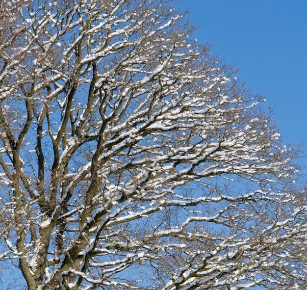 detalle del árbol en invierno