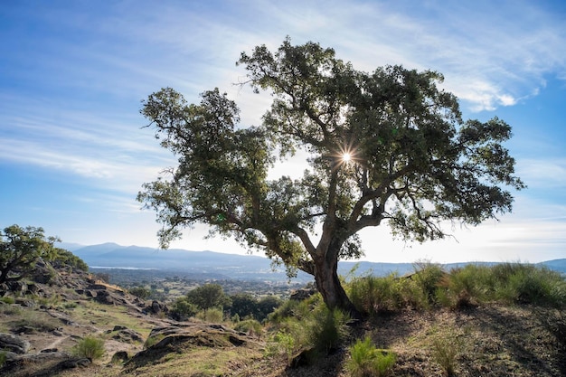 Detalle de un árbol joven que crece entre grandes rocas de granito