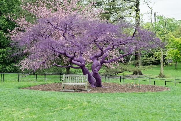 Foto detalle de árbol pintado de violeta púrpura