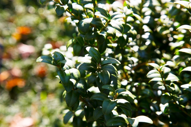 Detalle de arbusto buxus sempervirens verde, ramas con hojas
