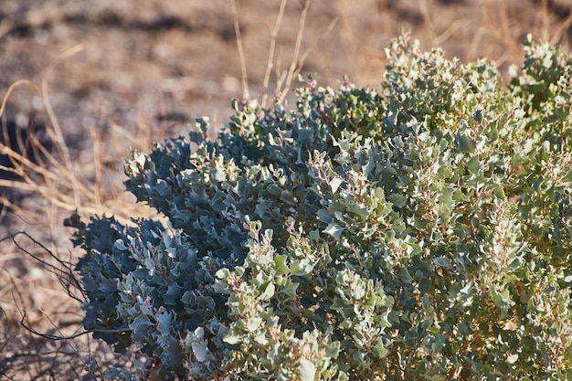 Detalle del arbusto del desierto verde