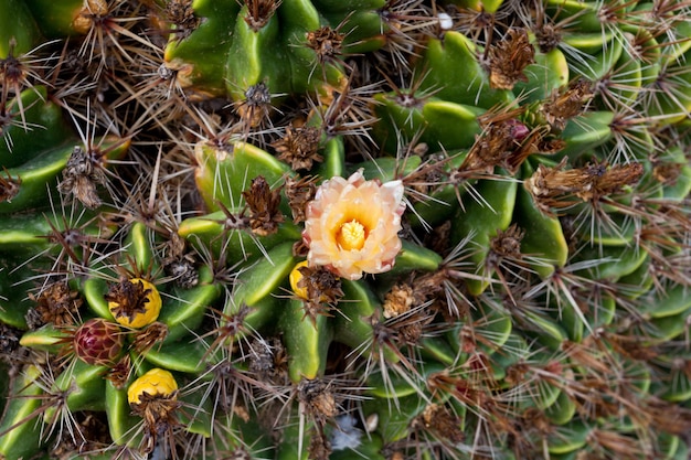 detalle bonita flor amarilla de cactus verde en los campos de Fuerteventura