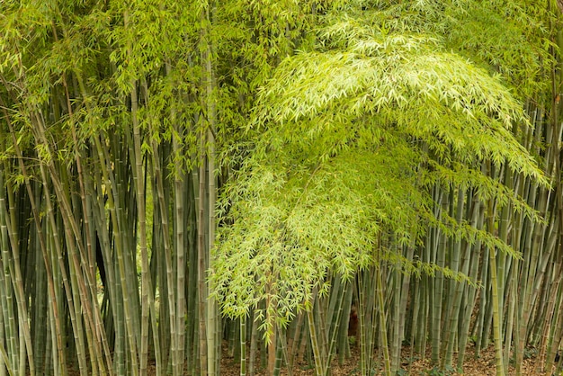 Foto detalle del bosque de bambú