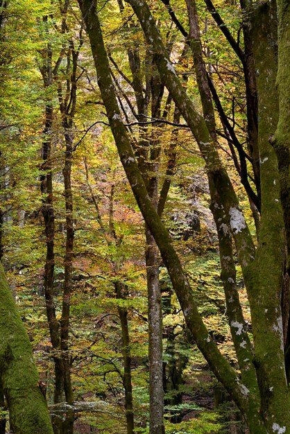 Detalle de un bosque de hayas en el follaje de otoño