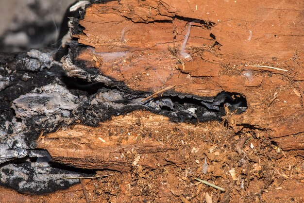 Detalle de brasas de madera en chimenea